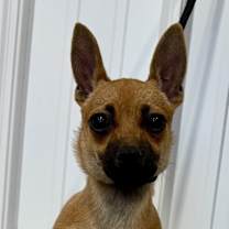 Thumbnail photo of Chili Bean Charo #1