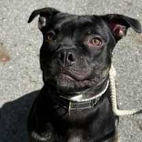 Thumbnail photo of Wadoo #3