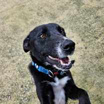 Thumbnail photo of Boa #1