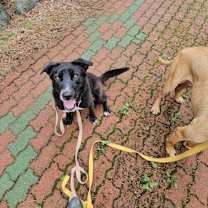 Thumbnail photo of Boa #2