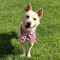 adopt-pet