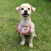 adopt-pet