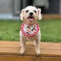 adopt-pet