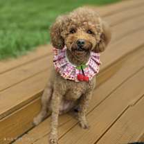 adopt-pet