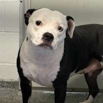 Thumbnail photo of Shadow #2