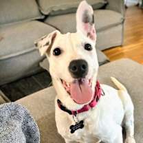 Thumbnail photo of Chaka Louisiana #1