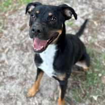 Thumbnail photo of Fuchsia #1