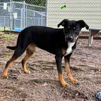 Thumbnail photo of Fuchsia #2