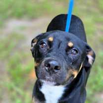 Thumbnail photo of Fuchsia #3