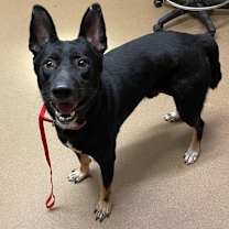 Thumbnail photo of Lester #2