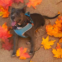 adopt-pet