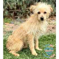 Thumbnail photo of Oliver #2