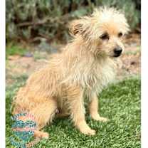 Thumbnail photo of Oliver #3