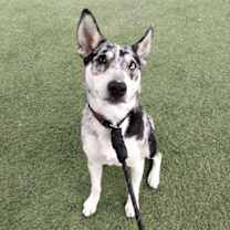 adopt-pet