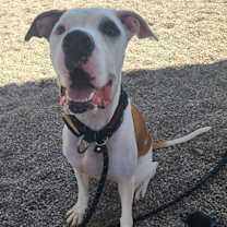 adopt-pet