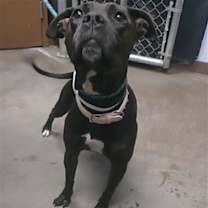adopt-pet