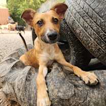 Thumbnail photo of Zoli #1