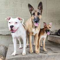 Thumbnail photo of Zoli #3