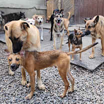 Thumbnail photo of Zoli #4