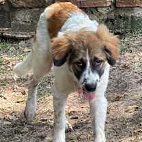 Thumbnail photo of Loverboy #3