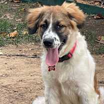 Thumbnail photo of Loverboy #4