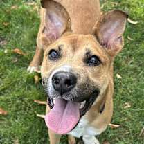 Thumbnail photo of Pistachio #1