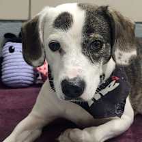 Thumbnail photo of Batman #4