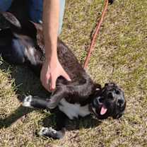 Thumbnail photo of Pheobe #1