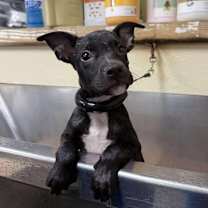 Thumbnail photo of Rhymes #3