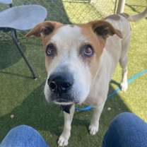 adopt-pet