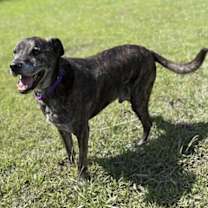 Thumbnail photo of 182442 Bear (HOSPICE-Off Site Foster) #4