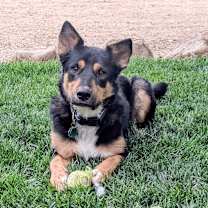 Thumbnail photo of Rocky #1