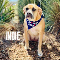 Thumbnail photo of Indie #2