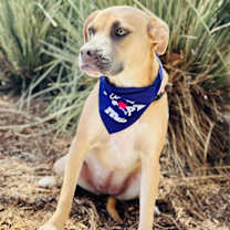 Thumbnail photo of Indie #3