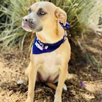 Thumbnail photo of Indie #4