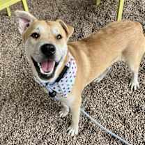 adopt-pet