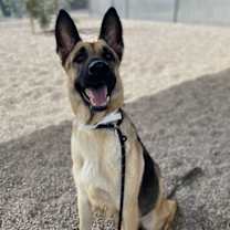 adopt-pet