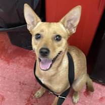 adopt-pet
