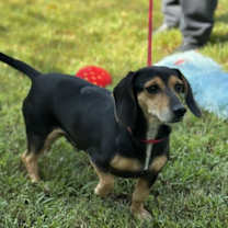 Thumbnail photo of Homer  And Marge #3