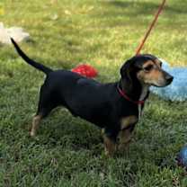 Thumbnail photo of Homer  And Marge #4