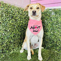 Thumbnail photo of Sassy #2