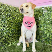 Thumbnail photo of Sassy #3