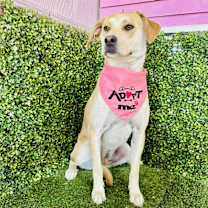 Thumbnail photo of Sassy #4