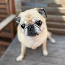 adopt-pet