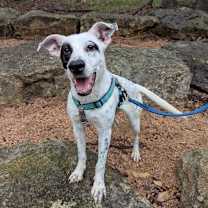 Thumbnail photo of Pip  AK #1