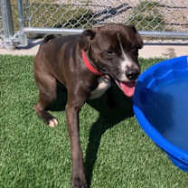 Thumbnail photo of Chip #1