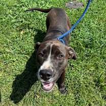 Thumbnail photo of Chip #2