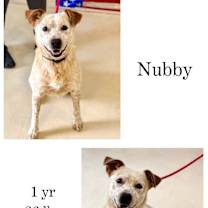 Thumbnail photo of Nubby #1