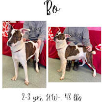 Thumbnail photo of Bo #1