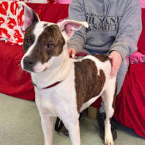 Thumbnail photo of Bo #2